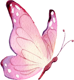 Pink butterfly Watercolor illustration